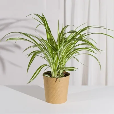 Air-Purifying Spider Plant